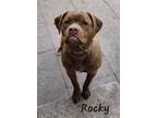 Adopt Rocky a Brown/Chocolate - with White Labrador Retriever / Mastiff / Mixed