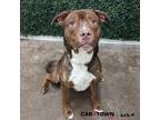 Adopt Heinz a Pit Bull Terrier / Mixed dog in Lexington, KY (41271015)