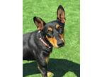 Adopt Figi a Black Doberman Pinscher / Mixed dog in Fresno, CA (41272561)