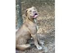 Adopt Dawn a Boxer / Mixed Breed (Medium) / Mixed dog in WAYNESVILLE