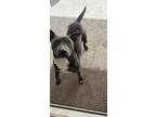 Adopt Fergie a Gray/Blue/Silver/Salt & Pepper Terrier (Unknown Type