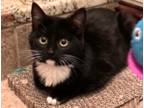 Adopt Blackie a Black & White or Tuxedo Domestic Mediumhair (medium coat) cat in