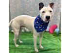Adopt Kiba a White Mixed Breed (Large) / Mixed dog in Menands, NY (40935260)