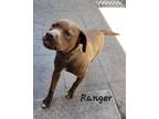 Adopt Ranger a Brown/Chocolate - with White Mastiff / Labrador Retriever / Mixed