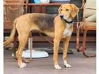 Adopt Betty a Tricolor (Tan/Brown & Black & White) Treeing Walker Coonhound /