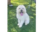 Adopt Cruz a White Maltipoo / Mixed dog in Temecula, CA (41277998)