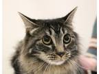 Adopt Dexter a Gray, Blue or Silver Tabby Domestic Mediumhair (short coat) cat
