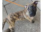 Adopt REGGIE a Tan/Yellow/Fawn Boxer / Shepherd (Unknown Type) / Mixed dog in