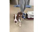 Adopt Luke a Brown/Chocolate American Pit Bull Terrier / Mixed dog in Fort