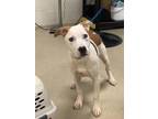 Adopt Loretta a White American Pit Bull Terrier / Mixed Breed (Medium) / Mixed