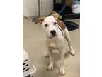 Adopt Loretta a White American Pit Bull Terrier / Mixed dog in Fort Worth