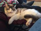 Adopt Christmas a Tan or Fawn Ragdoll / Mixed (medium coat) cat in Logansport