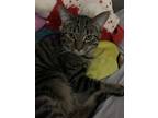 Adopt Shadow a Tiger Striped Tabby / Mixed (short coat) cat in Indianapolis
