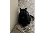 Adopt Bean and Sox ( bonded ) a Black (Mostly) American Shorthair / Mixed (short