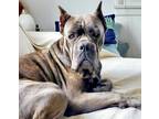 Adopt Mavis a Brindle - with White Cane Corso / Mixed dog in west hollywood