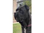 Adopt Faith a Black Cane Corso / Mixed dog in west hollywood, CA (41277881)