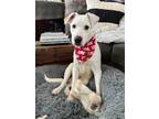 Adopt Jinx Waller a White Pit Bull Terrier dog in Provo, UT (40304145)