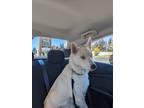 Adopt Luna a White - with Red, Golden, Orange or Chestnut Husky / Mixed dog in