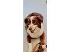 Adopt Kona a Brown/Chocolate - with White Australian Shepherd / Mixed dog in