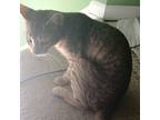 Adopt Alexandria a Brown Tabby Domestic Shorthair / Mixed (short coat) cat in