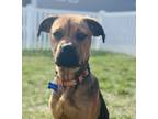 Adopt Zell a Brown/Chocolate Mixed Breed (Medium) / Mixed dog in Hockessin