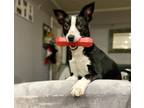 Adopt Brady a Black - with White Jack Russell Terrier / Border Collie / Mixed