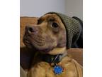 Adopt Eddie a Red/Golden/Orange/Chestnut Boxer / Mutt / Mixed dog in Saint
