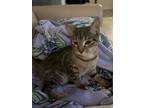 Adopt Ivy a Brown Tabby American Shorthair / Mixed (short coat) cat in
