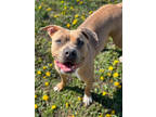 Adopt Malah a Brown/Chocolate American Pit Bull Terrier / Mixed dog in Fort