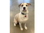 Adopt Whiskey a Tan/Yellow/Fawn Mixed Breed (Medium) / Mixed dog in Fort Dodge
