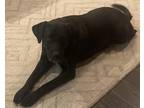 Adopt Apollo a Black - with White Labrador Retriever / Beagle / Mixed dog in
