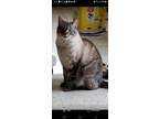 Adopt Denali a Gray, Blue or Silver Tabby Siamese / Mixed (short coat) cat in