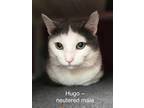 Adopt Hugo a White (Mostly) Domestic Shorthair (short coat) cat in Fairmont