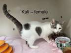 Adopt Kali a White (Mostly) Domestic Shorthair (short coat) cat in Fairmont