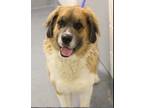 Adopt Barkley a Tricolor (Tan/Brown & Black & White) Shepsky / Poodle (Standard)