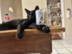 Adopt Cosmo a All Black American Shorthair / Mixed (short coat) cat in