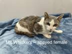 Adopt Ms Whiskers a White (Mostly) Domestic Shorthair (short coat) cat in