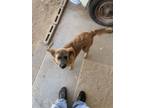 Adopt Bella a Brown/Chocolate Chow Chow / Mixed dog in Buckeye, AZ (41277687)