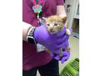 Adopt Kitty 4 a Orange or Red Domestic Shorthair / Domestic Shorthair / Mixed