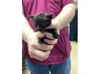Adopt Kitty 1 a All Black Domestic Shorthair / Domestic Shorthair / Mixed cat in