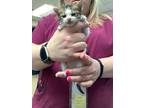 Adopt Kitty 2 a White Domestic Shorthair / Domestic Shorthair / Mixed cat in