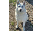 Adopt Shine a White Husky / Mixed dog in Fort Dodge, IA (35626350)