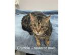 Adopt Crumble a Brown Tabby Domestic Shorthair (short coat) cat in Fairmont