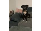 Adopt Mya a Black - with White Mutt / Mixed dog in Garner, NC (41128205)