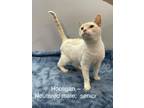 Adopt Hooligan a White (Mostly) Siamese (short coat) cat in Fairmont