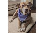 Adopt Ruthie a Brown/Chocolate - with White Labrador Retriever / American Pit