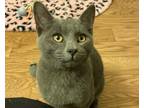 Adopt Don Quixote (DQ) and Sharpie a Gray or Blue Domestic Shorthair / Mixed