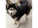Adopt Denali a Black Alaskan Malamute / Mixed dog in Mesquite, TX (41222555)