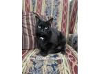Adopt Honky Chonk a Black (Mostly) Domestic Shorthair (short coat) cat in