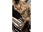 Adopt Snow White a Brown Tabby Domestic Mediumhair / Mixed cat in Phillipsburg